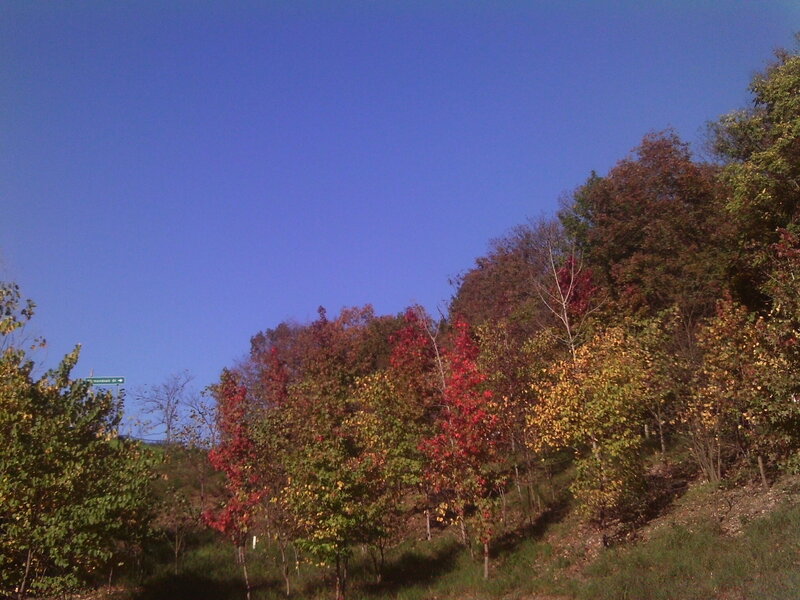 Autumn Trees on Hillside — Blue