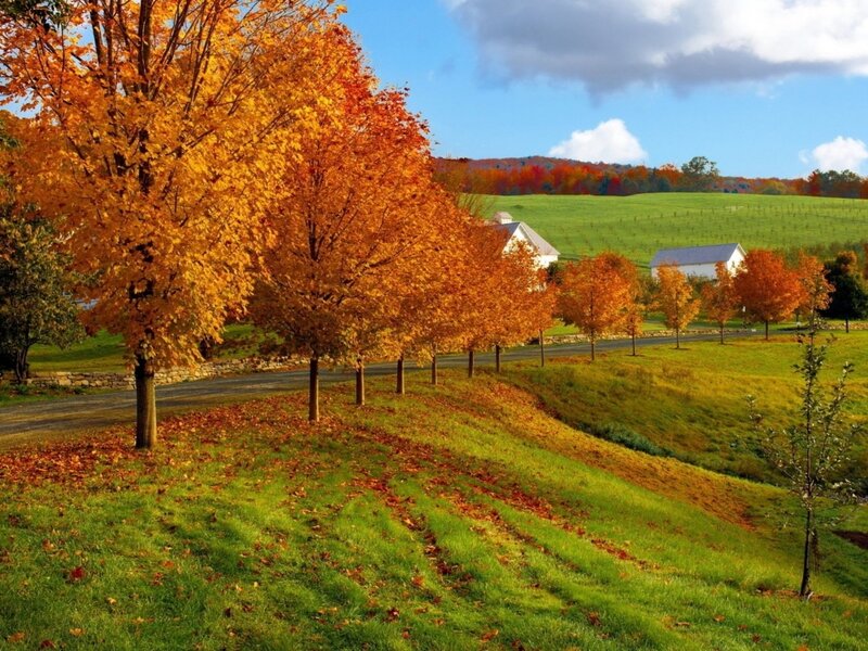 Autumn Trees on Hillside — Green, Serene, Photograph, Farmhouse
