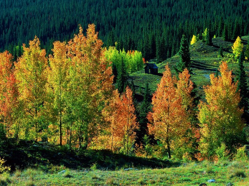 Autumn Trees on Hillside — Green, Serene, Photograph