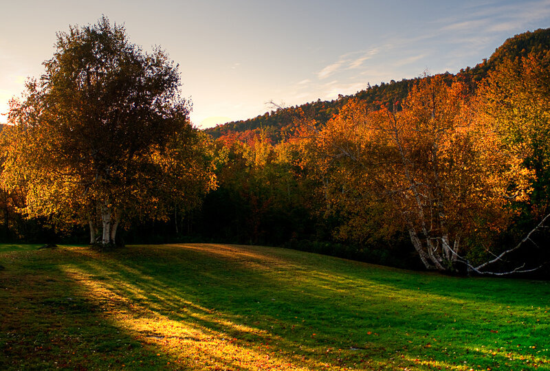 Autumn Trees on Hillside — Green