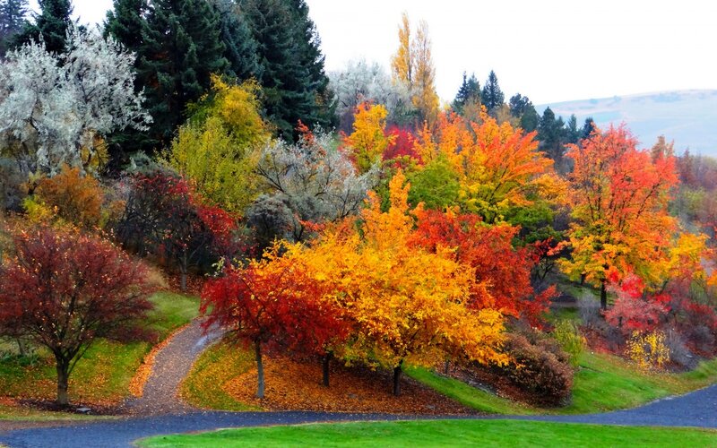 Autumn Trees on Hillside — Orange, Serene, Photograph, Path
