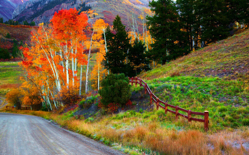 Autumn Trees on Hillside — Orange, Serene, Photograph, Road