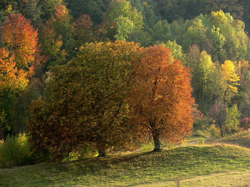 Autumn Trees on Hillside — Orange, Serene