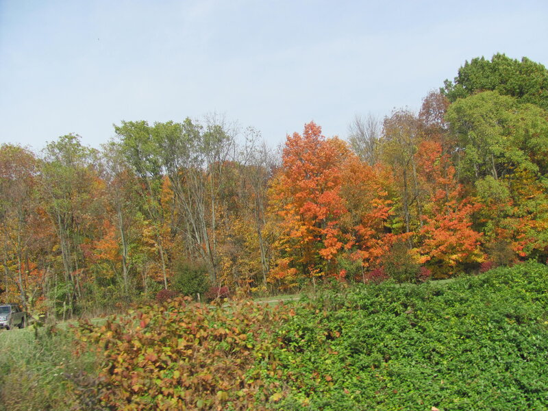 Autumn Trees on Hillside — Orange