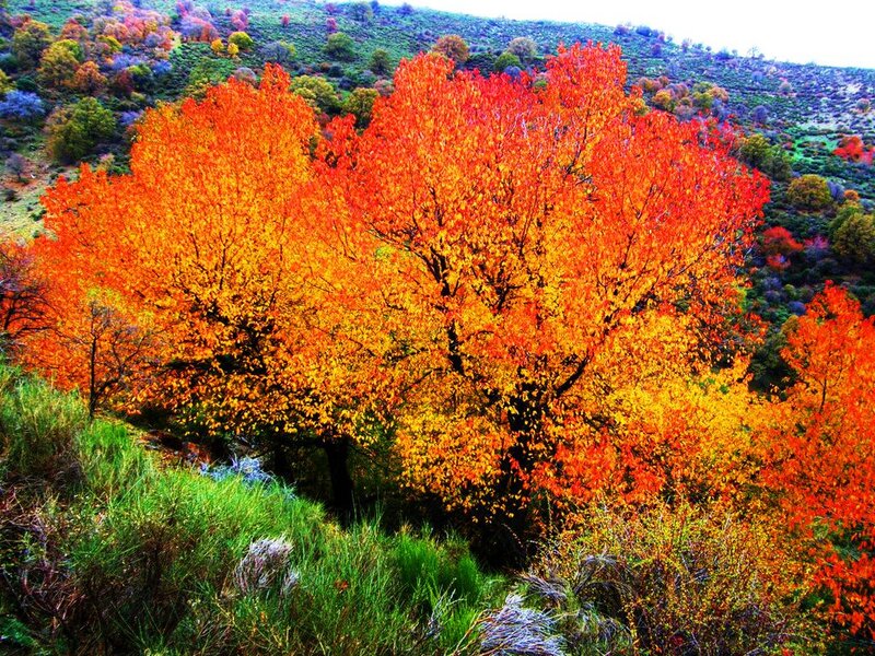 Autumn Trees on Hillside — Orange, Vibrant