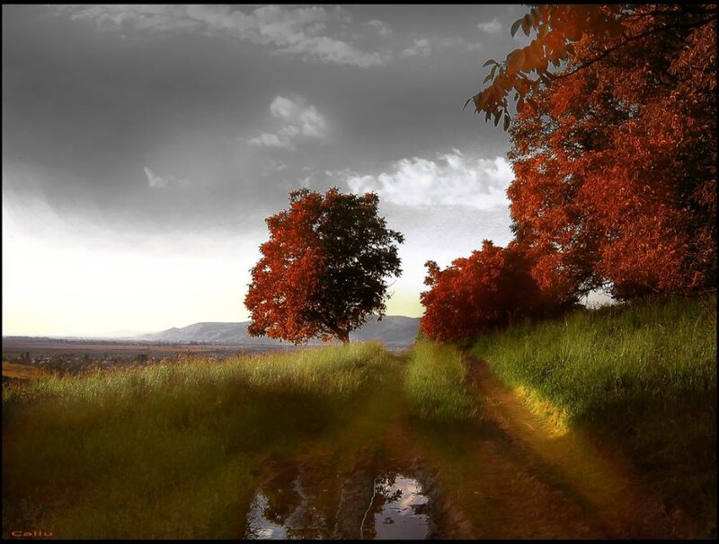 Autumn Trees on Hillside — Red, Dramatic