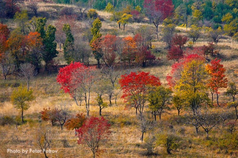 Autumn Trees on Hillside — Red, Serene, Photograph