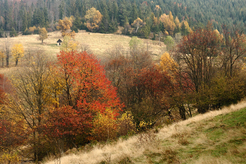Autumn Trees on Hillside — Red, Serene