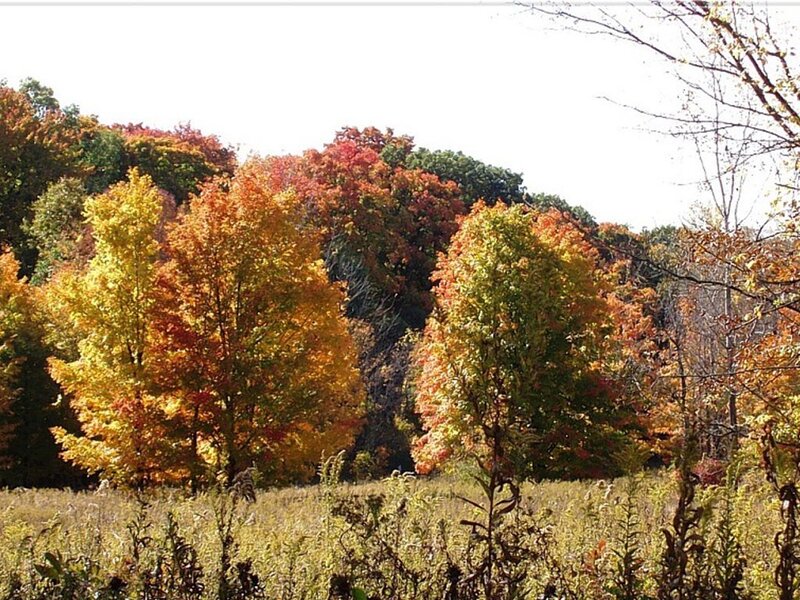 Autumn Trees on Hillside