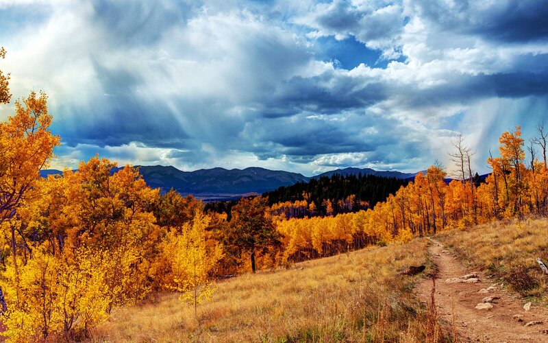 Autumn Trees on Hillside — Yellow, Dramatic