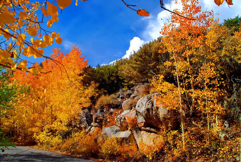 Autumn Trees on Hillside — Yellow, Serene