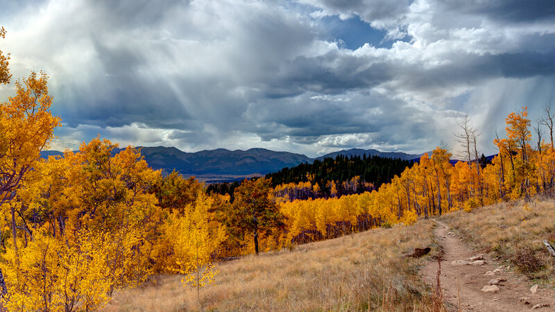 Autumn Trees on Hillside — Yellow