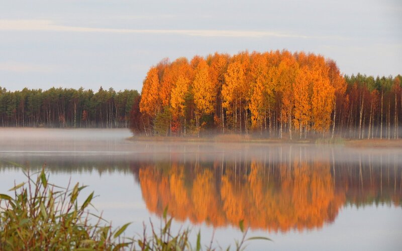 Autumn Trees on Island — Orange, Serene, Morning, Photograph