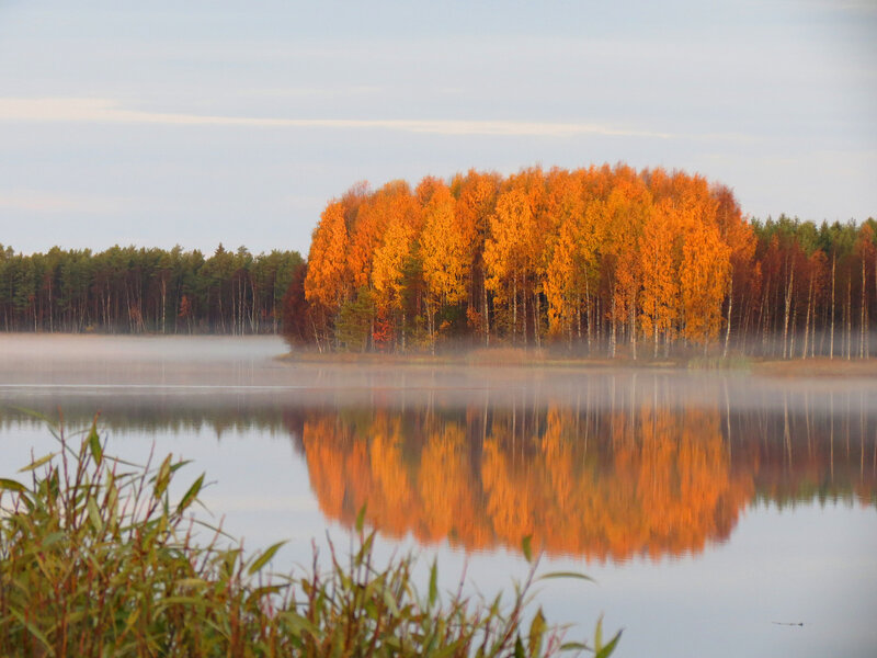 Autumn Trees on Island — Orange, Serene