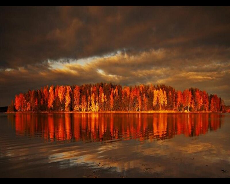 Autumn Trees on Island — Orange