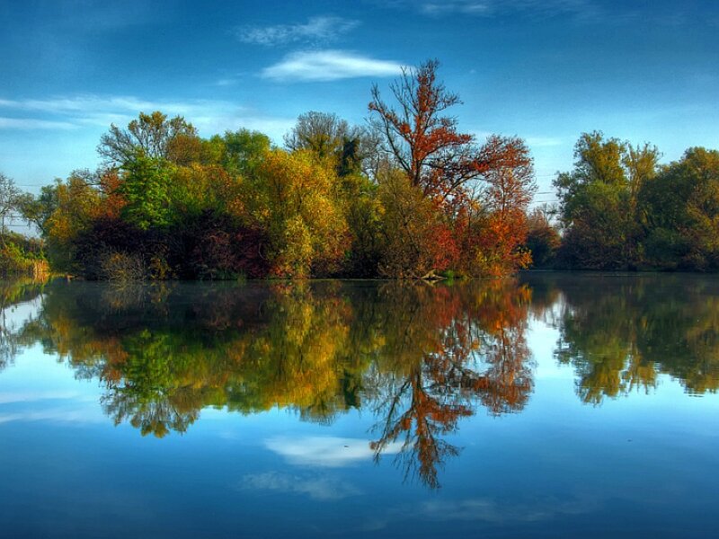 Autumn Trees on Island