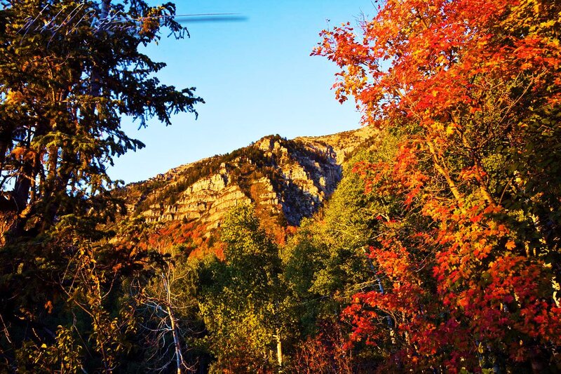 Autumn Trees on Mountain — Red