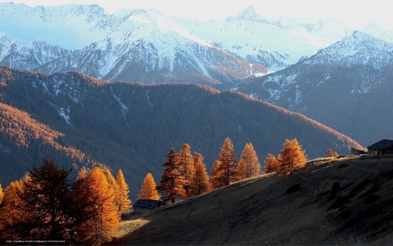 Autumn Trees on Mountain Slope — Orange