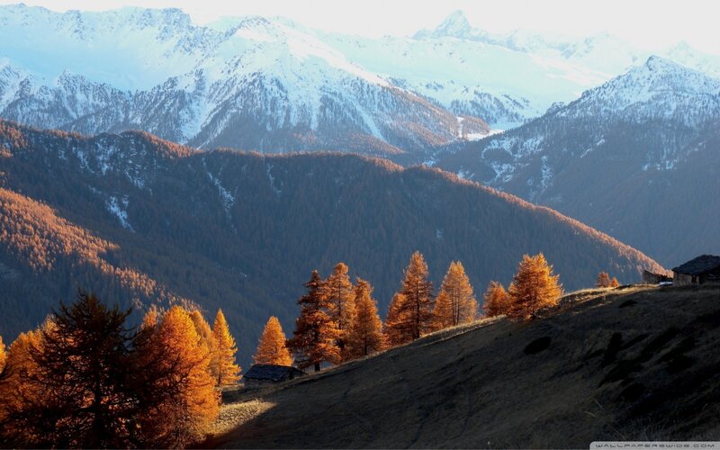Autumn Trees on Mountain Slope