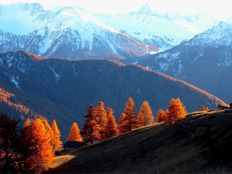 Autumn Trees on Mountain