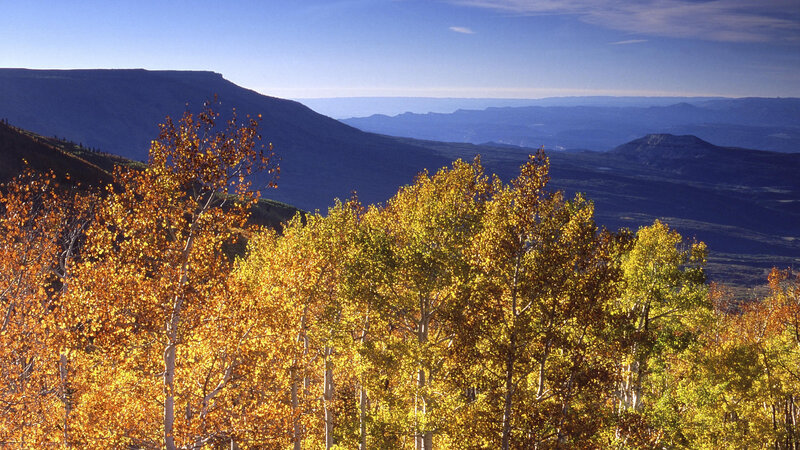 Autumn Trees on Mountain — Yellow