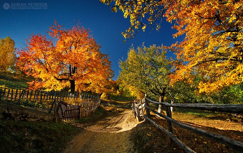 Autumn Trees on Path — Blue