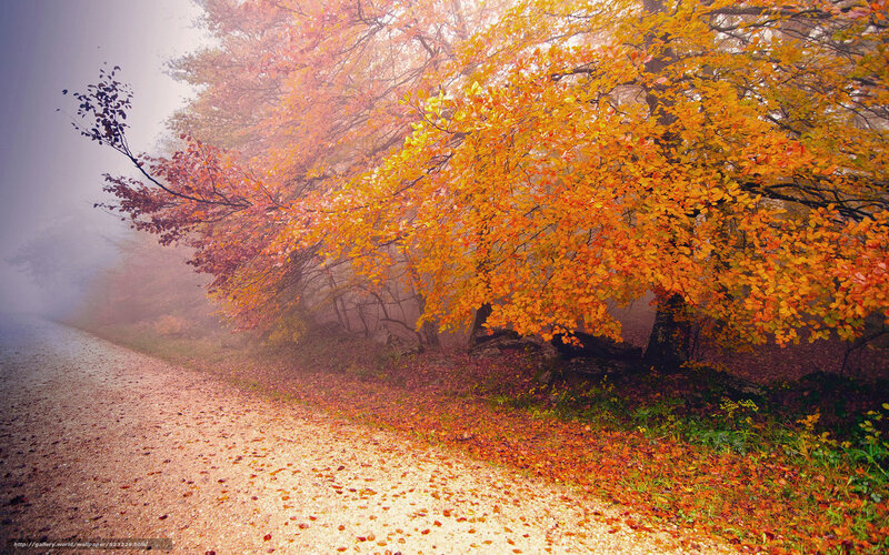 Autumn Trees on Path — Orange, Misty