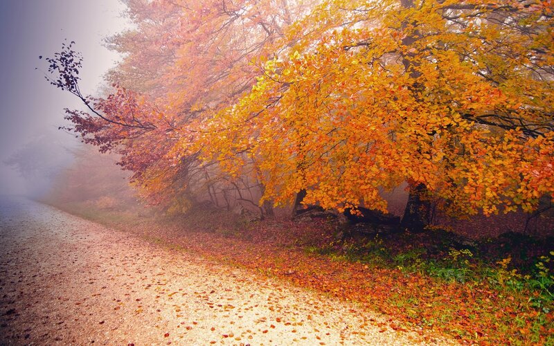 Autumn Trees on Path — Orange, Serene, Photograph, Fog, Leaves