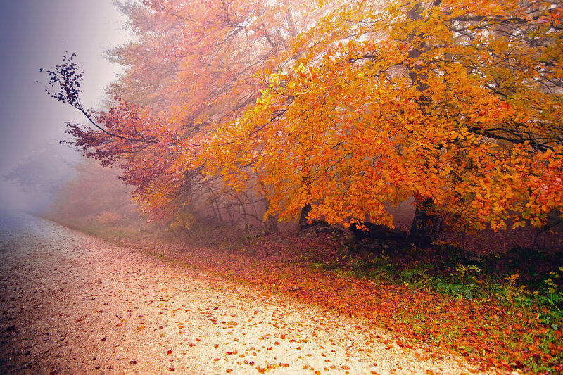 Autumn Trees on Path — Orange, Serene, Photograph, Fog
