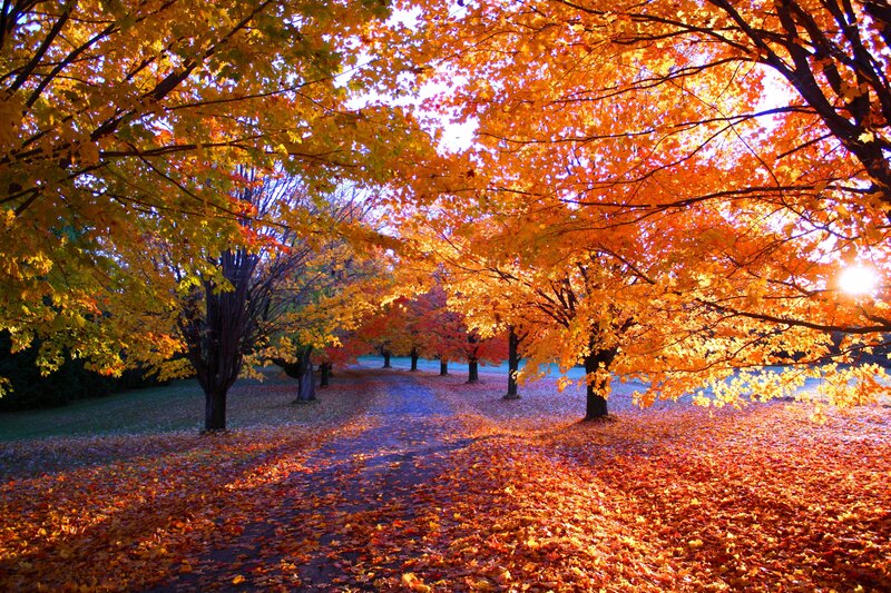 Autumn Trees on Path — Orange, Serene, Photograph, Leaves, Sun