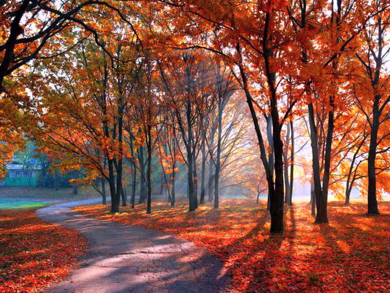 Autumn Trees on Path — Orange, Serene, Photograph, Leaves