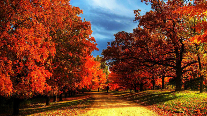 Autumn Trees on Path — Orange, Serene, Photograph, Sky