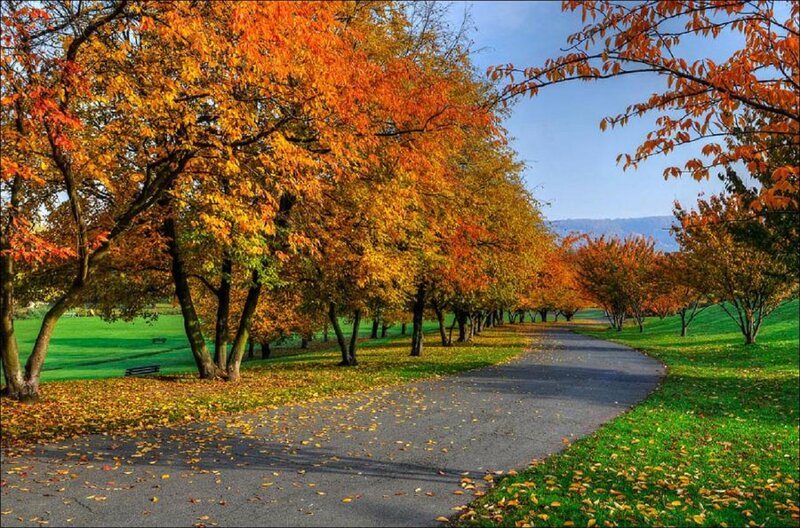 Autumn Trees on Path — Orange, Serene, Photograph