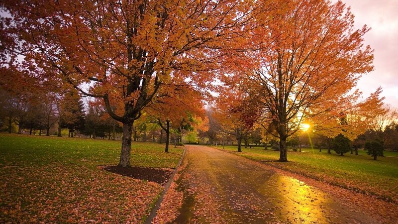 Autumn Trees on Path — Orange, Serene, Sunset, Photograph