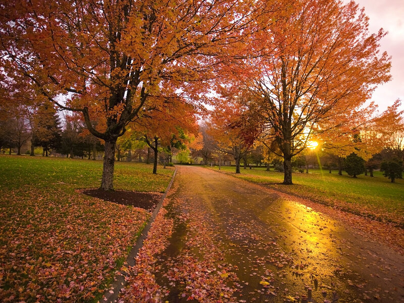 Autumn Trees on Path — Orange, Serene, Sunset