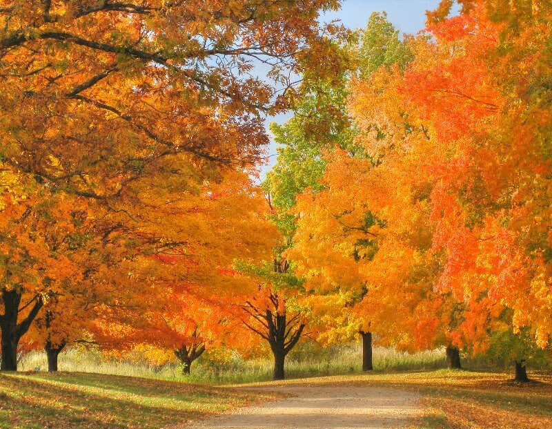 Autumn Trees on Path — Orange, Serene