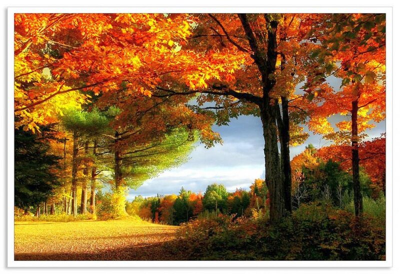 Autumn Trees on Path — Orange