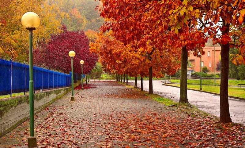 Autumn Trees on Path — Red, Serene, Photograph