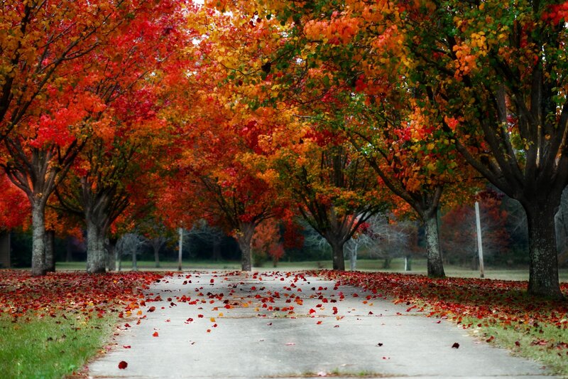 Autumn Trees on Path — Red, Serene