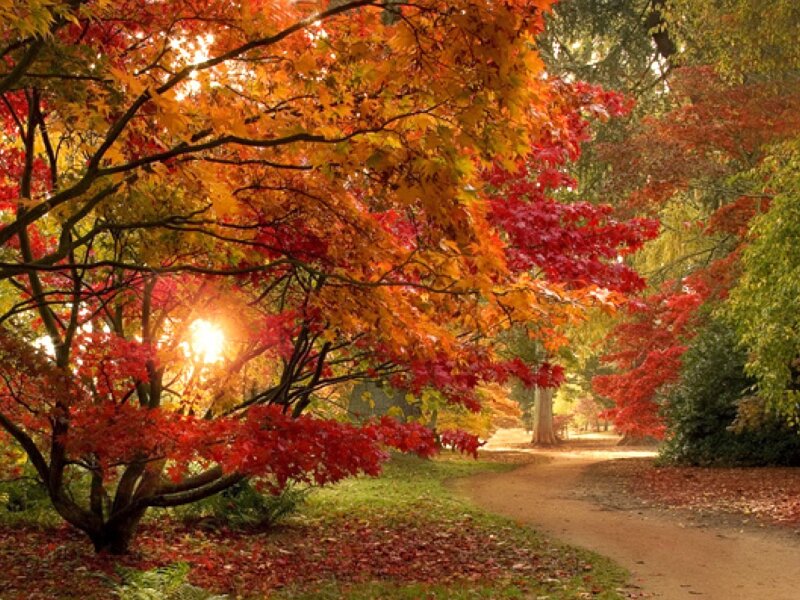 Autumn Trees on Path — Red