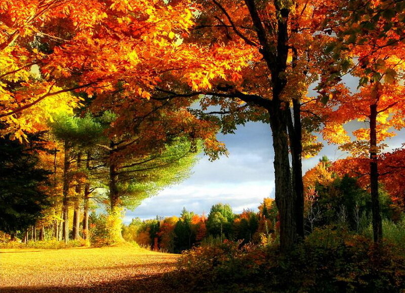 Autumn Trees on Path