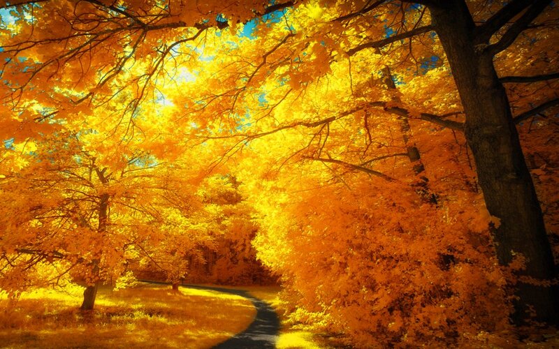 Autumn Trees on Path — Yellow, Serene, Photograph, Sky