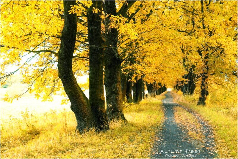 Autumn Trees on Path — Yellow, Serene, Photograph