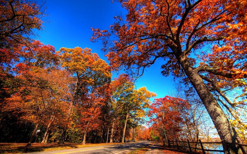 Autumn Trees on Road — Orange, Serene, Photograph, Fence
