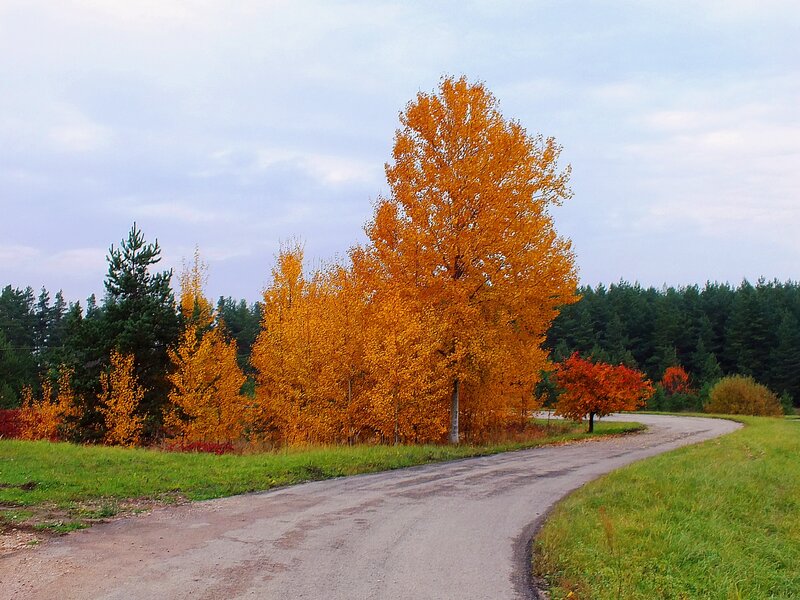 Autumn Trees on Road — Orange, Serene, Photograph, Forest