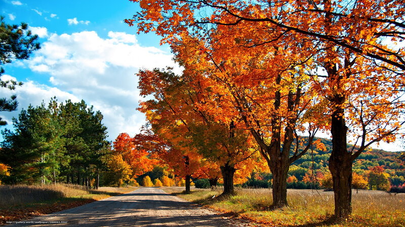 Autumn Trees on Road — Orange, Serene, Photograph, Sky