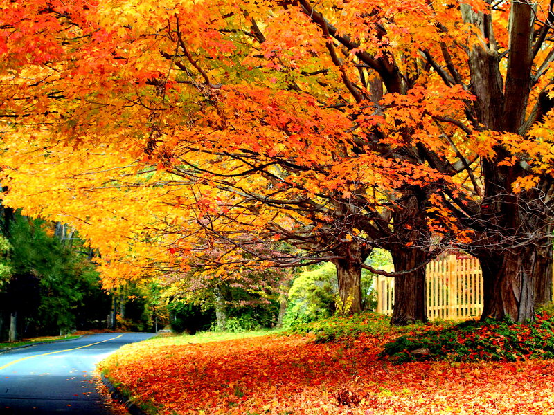 Autumn Trees on Road — Orange, Serene, Photograph
