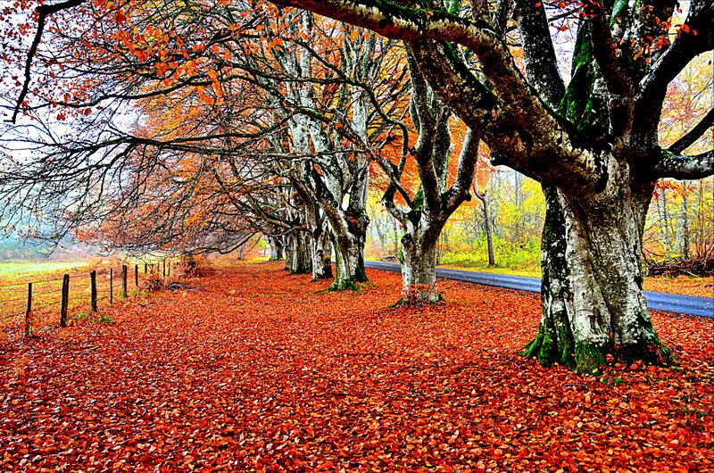 Autumn Trees on Road — Red, Serene, Photograph