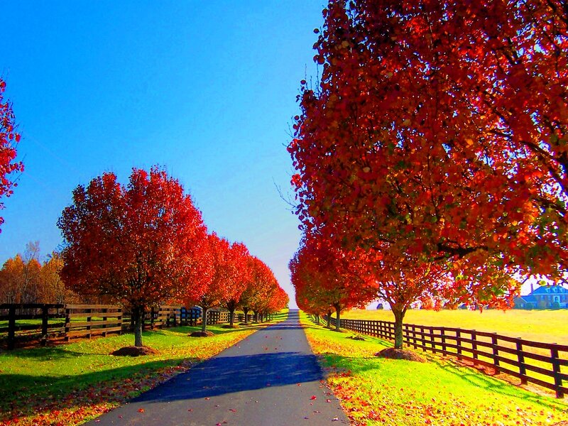 Autumn Trees on Road — Red, Serene