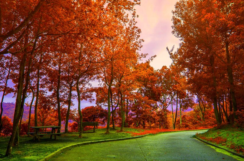Autumn Trees on Road — Red